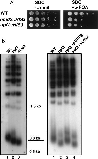 FIG. 6