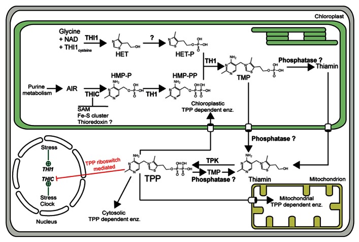 FIGURE 1