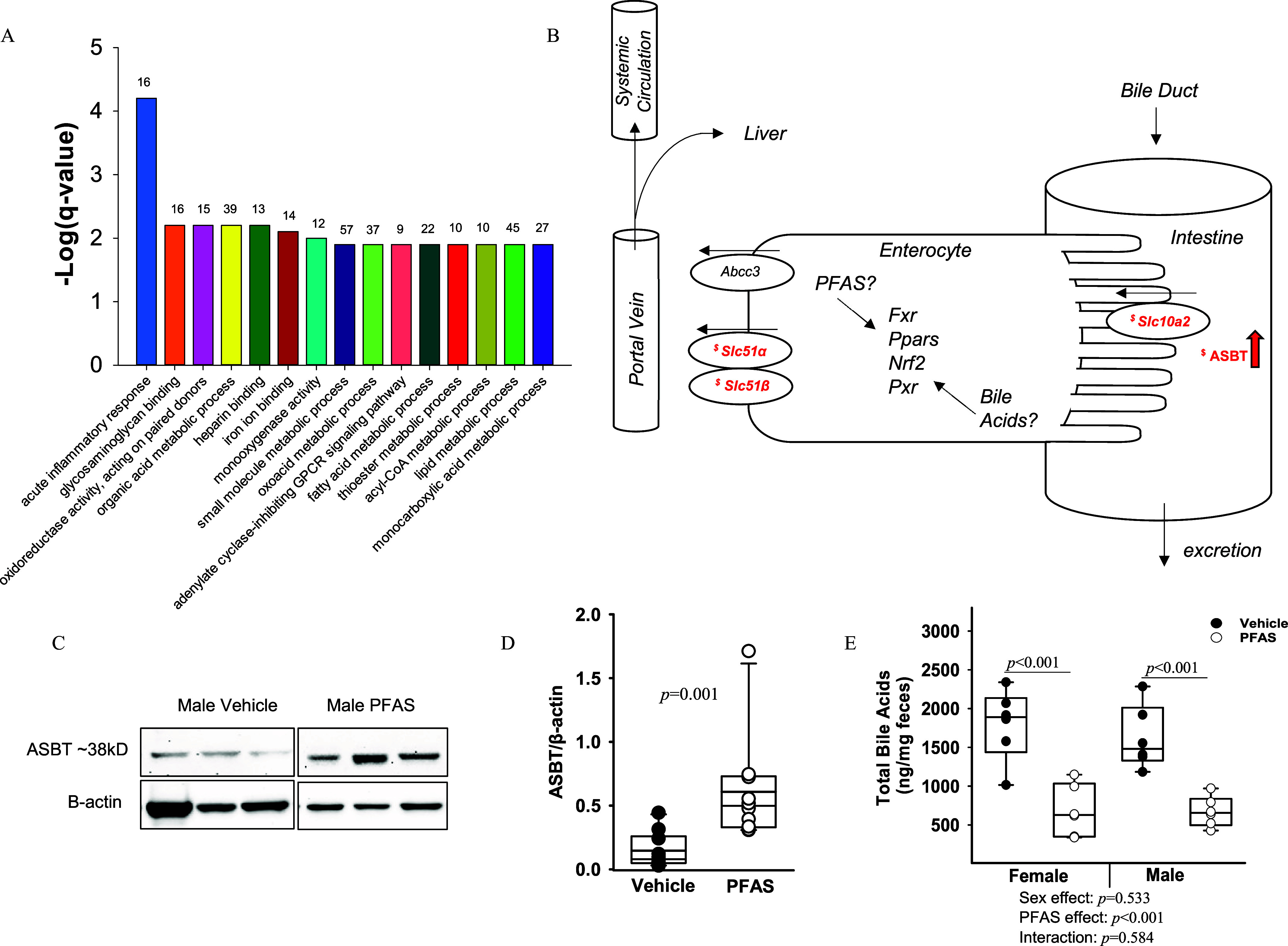 Figure 8A is a bar graph, plotting negative log (lowercase q-value), ranging from 0 to 5 in unit increments (y-axis) across Acute inflammatory response, glycosaminoglycan binding, oxidoreductase activity, acting on paired donors, organic acid metabolic process, heparin binding, iron ion binding, monooxygenase activity, small molecule metabolic process, oxoacid metabolic process, adenylate cyclase-inhibiting GPCR signaling pathway, fatty acid metabolic process, thioester metabolic process, acyl-CoA metabolic process, lipid metabolic process, and monocarboxylic acid metabolic process (x-axis). Figure 8B depicts a scientific flowchart with five steps. Step 1: The portal vein is connected to systemic circulation and the liver. Step 2: Bile duct leads to the intestine. Step 3: Intestine Slc10a2 mixed with enterocytes. Step 4: Enterocyte: Abcc3, slc51 lowercase alpha, and slc51 lowercase beta directed to the portal vein. Fxr, Ppars, Nrf2, and Pxr were produced by per- and polyfluoroalkyl substances, as well as by bile acids. Step 5: Intestine with enterocytes and ASBT resulted in excretion. Figure 8C is a western blot displaying two columns, namely, Male vehicle and Male per- and polyfluoroalkyl substances; and two rows, namely, ASBT approximately 38 kilodaltons and Beta actin. Figure 8D is a box and whisker plot, plotting ASBT per lowercase beta actin, ranging from 0.0 to 2.0 in increments of 0.5 (y-axis) across Vehicle and Per- and polyfluoroalkyl substances (x-axis). Figure 8E is a box and whisker plot, plotting Total bile acids (nanograms per milligram feces), ranging from 500 to 3,000 in increments of 500 (y-axis) across Female and Male, each including sex effect, per- and polyfluoroalkyl substances, and interaction (x-axis) for vehicle and per- and polyfluoroalkyl substances.