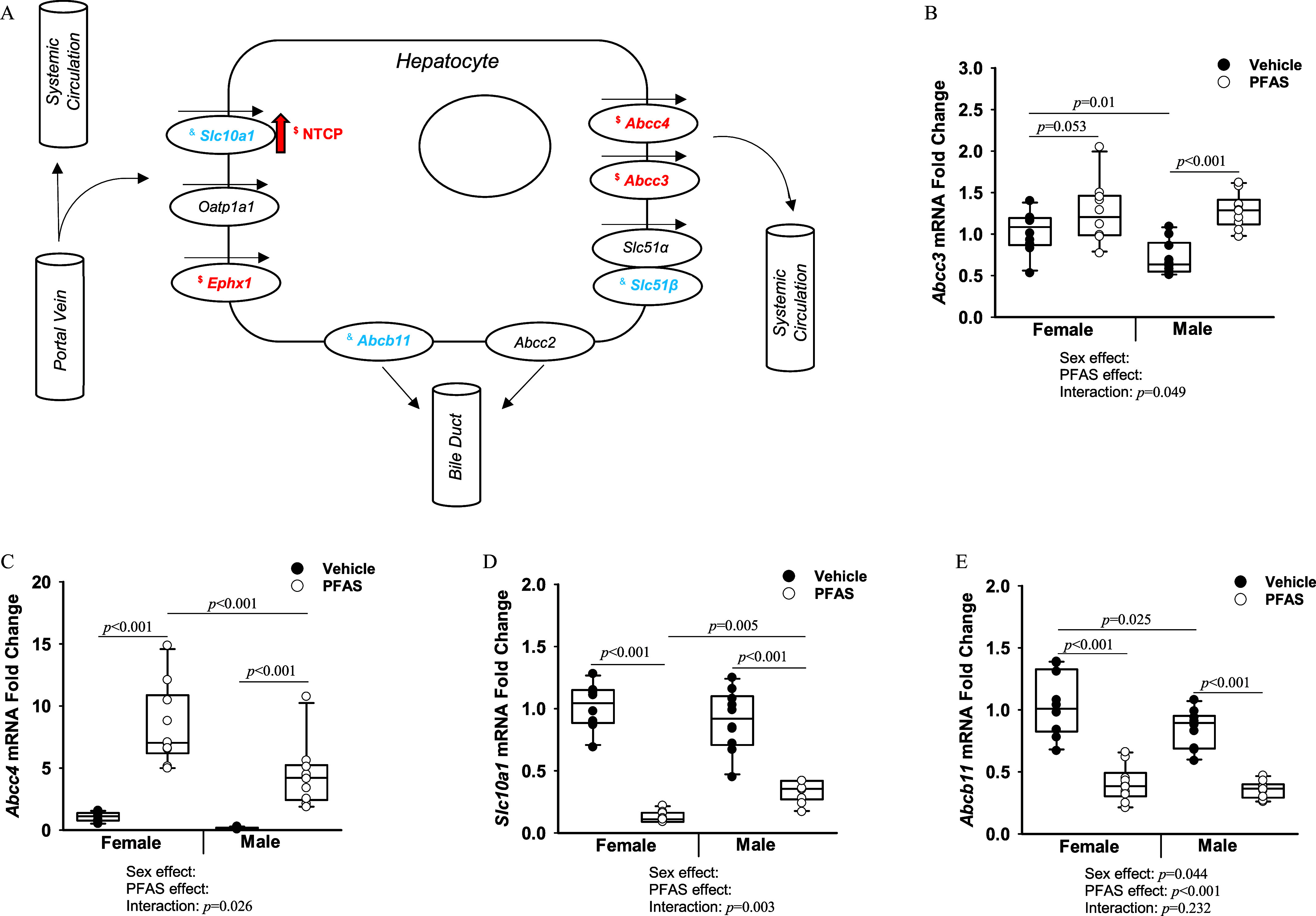 Figure 7A depicts a scientific illustration flowchart with three steps. Step 1: The portal vein leads to systemic circulation and hepatocytes. Step 2: Hepatocyte: Slc10a1, Oatp1a1, Ephx1, Abcb11, Abcc2, Slc51 lowercase beta. Slc51 lowercase alpha, Abcc3, and Abcc4 resulted in systemic circulation. Step 3: Abcb11 and Abcc2 lead to the bile duct. Figures 7B to 7E are box and whisker plots, plotting Abcc3 messenger ribonucleic acid fold change, ranging from 0.0 to 3.0 in increments of 0.5; Abcc4 messenger ribonucleic acid fold change, ranging from 0 to 20 in increments of 5; Slc10a1 messenger ribonucleic acid fold change, ranging from 0.0 to 2.0 in increments of 0.5; Abcb11 messenger ribonucleic acid fold change, ranging from 0.0 to 2.0 in increments of 0.5 (y-axis) across Female and Male, each including sex effect, per- and polyfluoroalkyl substances, and interaction (x-axis) for vehicle and per- and polyfluoroalkyl substances, respectively.