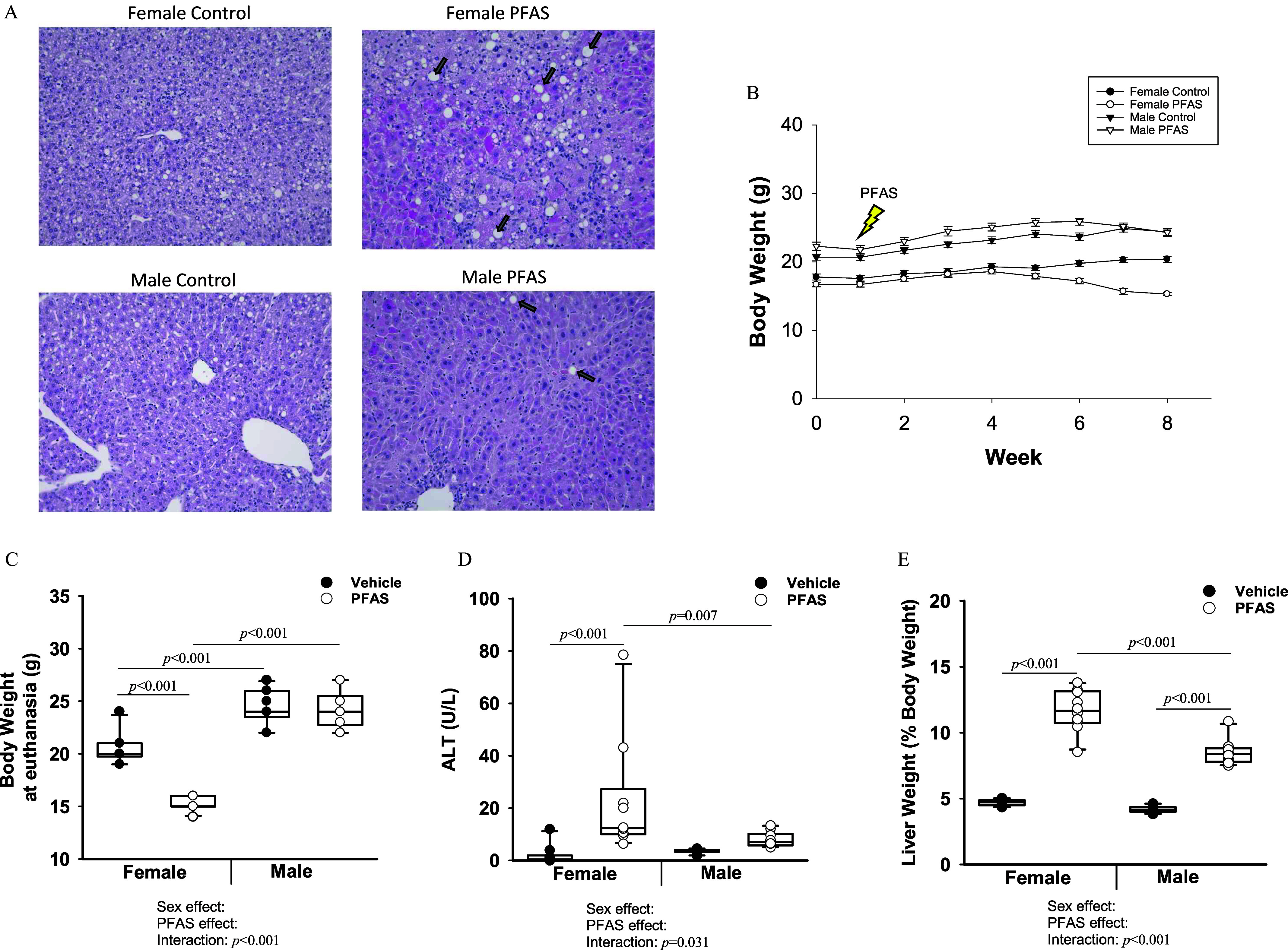 Figure 1A shows a stained tissue of male and female liver sections that were exposed to control and per- and polyfluoroalkyl substances and stained with hematoxylin and eosin. Figure 1B is a line graph, plotting Body weight (grams), ranging from 0 to 40 in increments of 10 (y-axis) across Week, ranging from 0 to 8 in increments of 2 (x-axis) for female vehicle control, female per- and polyfluoroalkyl substances, male vehicle control, and male per- and polyfluoroalkyl substances. Figures 1C to 1E are box and whisker plots, plotting Body weight at euthanasia (grams), ranging from 10 to 35 in increments of 5; Alanine aminotransferase (units per liter), ranging from 0 to 100 in increments of 20; and Liver weight (percentage body weight), ranging from 0 to 20 in increments of 5 (y-axis) across Female and Male, each including sex effect, per- and polyfluoroalkyl substances, and interaction (x-axis) for vehicle and per- and polyfluoroalkyl substances, respectively.
