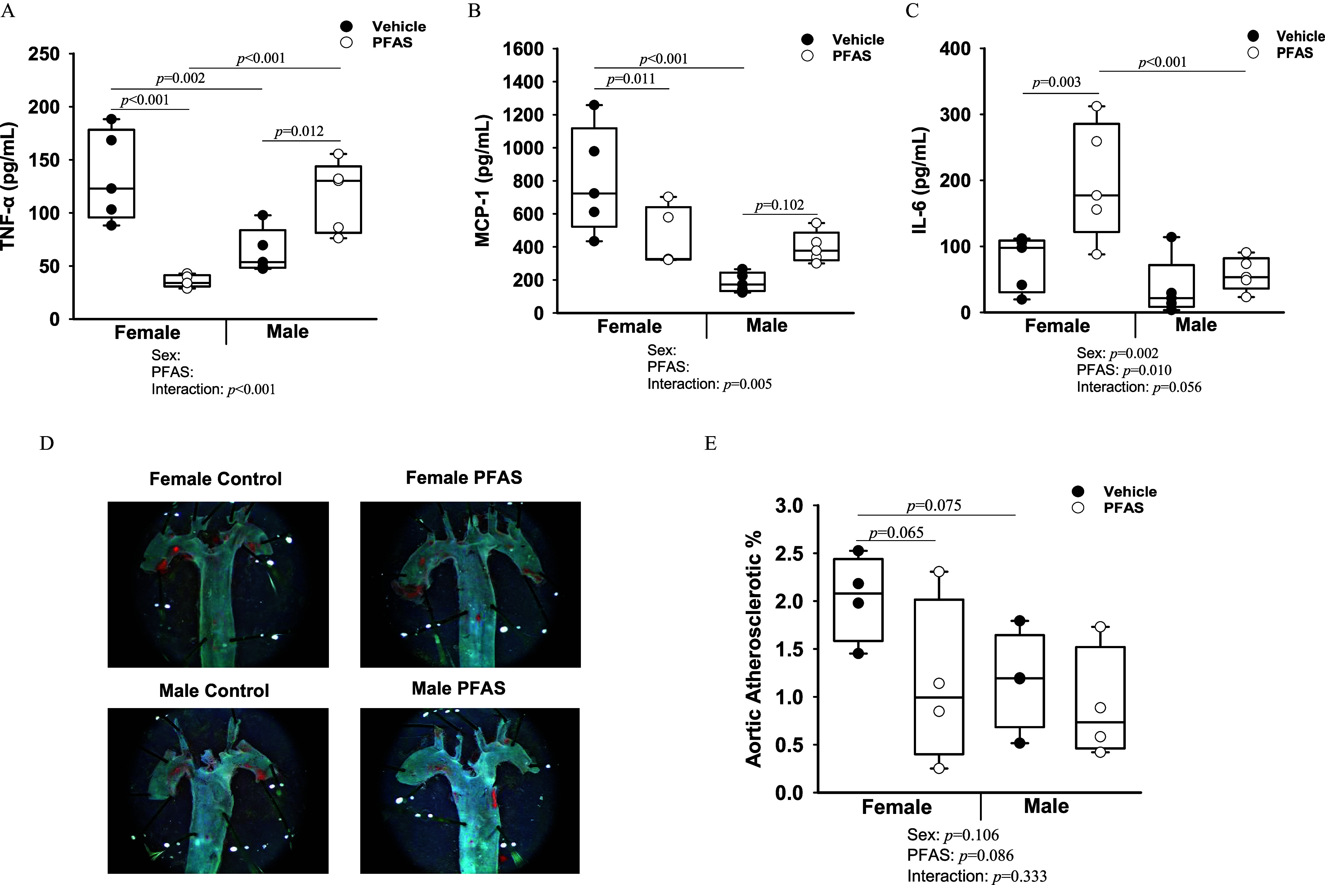 Figures 4A, 4B, 4C, and 4E are box and whiskers plots, plotting Tumor necrosis factor lowercase alpha (picograms per milliliter), ranging from 0 to 250 in increments of 50, Monocyte chemoattractant protein-1 (picograms per milliliter), ranging from 0 to 1,600 in increments of 200; Interleukin-6 (picograms per milliliter), ranging from 0 to 400 in increments of 100; and Aortic atherosclerotic percentage, ranging from 0.0 to 3.0 in increments of 0.5 (y-axis) across Female and Male, each including sex effect, per- and polyfluoroalkyl substances, and interaction (x-axis) for vehicle and per- and polyfluoroalkyl substances, respectively. Figure 4D depicts a stained tissue image of the en face aortas of mice in each treatment group, including female vehicle control, female per- and polyfluoroalkyl substances, male vehicle control, and male per- and polyfluoroalkyl substances.