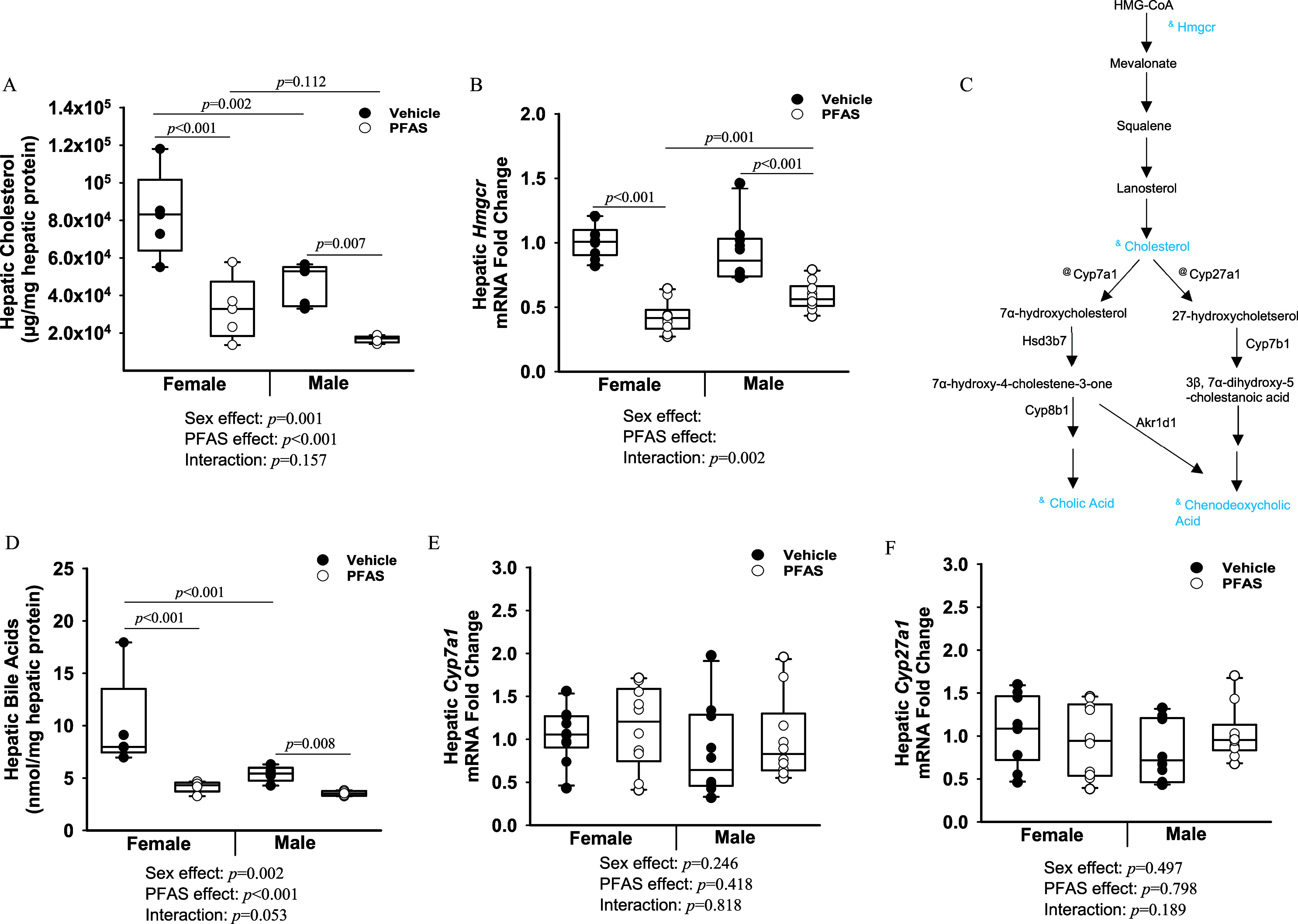 Figures 6A, 6B, 6D, 6E, 6F are box and whisker plots, plotting Hepatic cholesterol (micrograms per milligram hepatic protein), ranging as 2.0 e plus 4, 4.0 e plus 4, 6.0 e plus 4, 8.0 e plus 4, 1.0 e plus 5, 1.2 e plus 5, and 1.4 e plus 5; Hepatic 3-hydroxy-3-methylglutaryl-CoA reductase messenger ribonucleic acid fold change, ranging from 0.0 to 2.0 in increments of 0.5; Hepatic bile acids (nanomoles per milligram hepatic protein), ranging from 0 to 25 in increments of 5; Hepatic Cholesterol 7 alpha-hydroxylase messenger ribonucleic acid fold change, ranging from 0.0 to 3.0 in increments of 0.5; Hepatic cytochrome P450 family 27 subfamily A member 1 messenger ribonucleic acid fold change, ranging from 0.0 to 3.0 in increments of 0.5 (y-axis) across Female and Male, each including sex effect, per- and polyfluoroalkyl substances, and interaction (x-axis) for vehicle and per- and polyfluoroalkyl substances, respectively. Figure 6C depicts a flowchart with eight steps. Step 1: H M G-CoA and Hepatic 3-hydroxy-3-methylglutaryl-CoA reductase produced mevalonate. Step 2: Mevalonate produced Squalene. Step 3: Squalene produced Lanosterol. Step 4: Lanosterol and Cholesterol produced Cholesterol 7 alpha-hydroxylase and cytochrome P450 family 27 subfamily A member 1. Step 5: Cholesterol 7 alpha-hydroxylase produced 7 lowercase alpha-hydroxycholesterol and cytochrome P450 family 27 subfamily A member 1 produced 27-hydroxycholetserol. Step 6: 7 lowercase alpha-hydroxycholesterol with Hsd37 resulted in 7 lowercase alpha-hydroxy-4-cholestene-3-one, while 27-hydroxycholetserol with Cyp7b1 resulted in 3 lowercase beta, 7 lowercase alpha-dihydroxy-5-cholestanoic acid. Step 7: 7 lowercase alpha-hydroxy-4-cholestene-3-one with Cy8b1 produced cholic acid. The combination of 7 lowercase alpha-hydroxy-4-cholestene-3-one and akr1d1 produced chenodeoxycholic acid. Step 8: 3 lowercase beta, 7 lowercase alpha-dihydroxy-5-cholestanoic acid produced chenodeoxycholic acid.