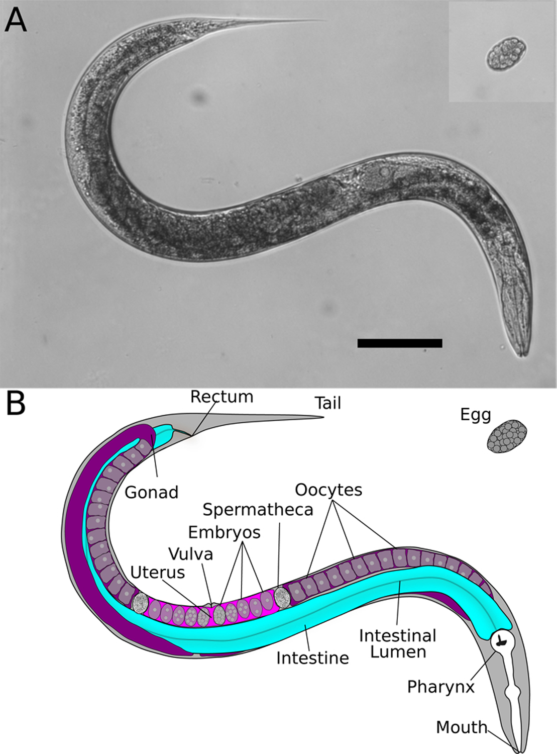 Figure 1: