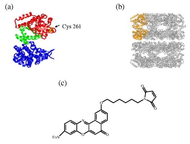 FIGURE 1