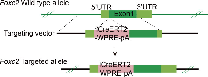 Figure 2—figure supplement 1.