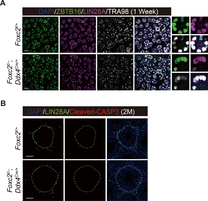 Figure 5—figure supplement 1.