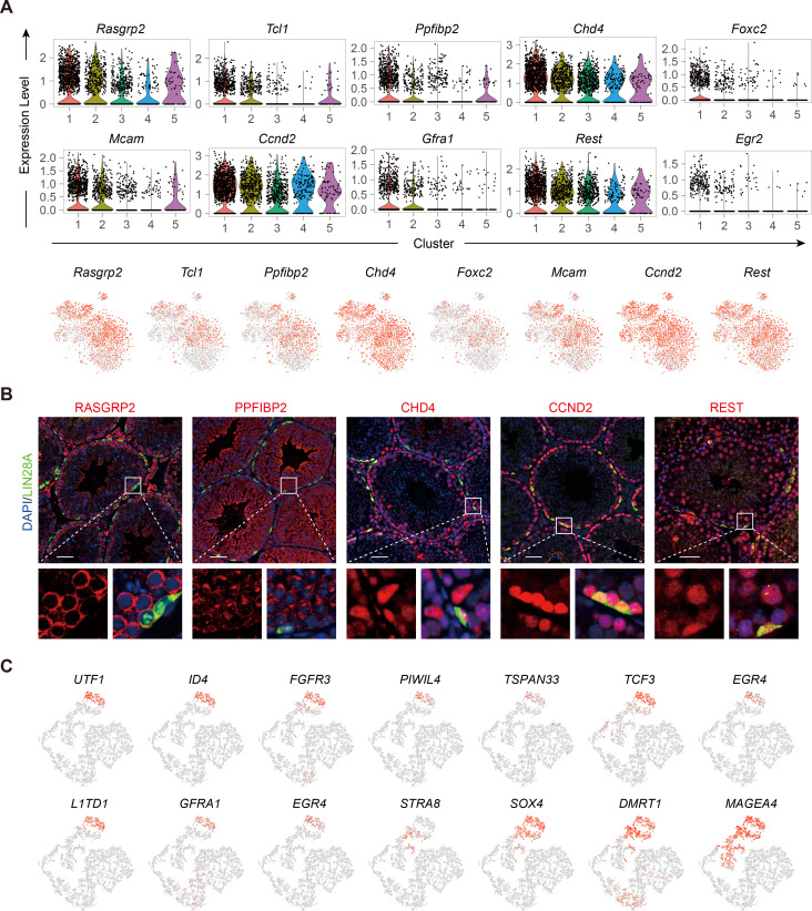 Figure 1—figure supplement 2.