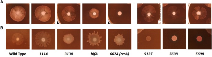 FIGURE 7