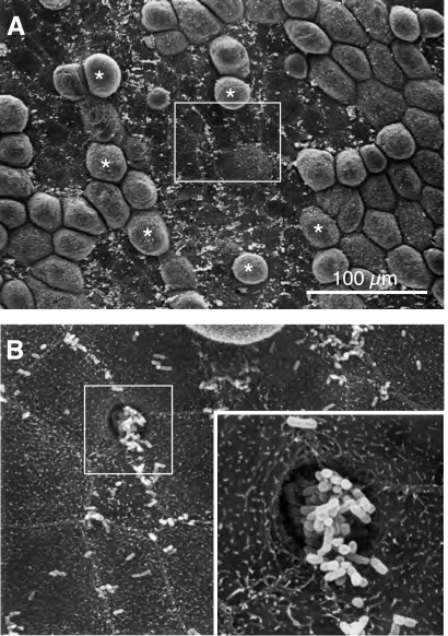 Cell biology and physiology of the uroepithelium - PMC