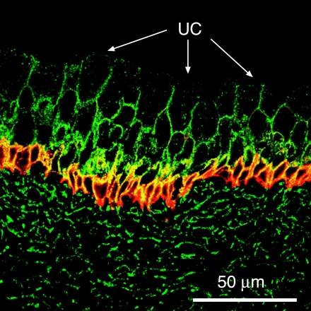 Cell biology and physiology of the uroepithelium - PMC