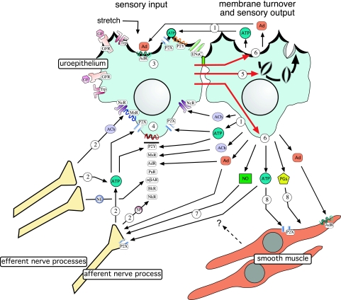 Cell biology and physiology of the uroepithelium - PMC