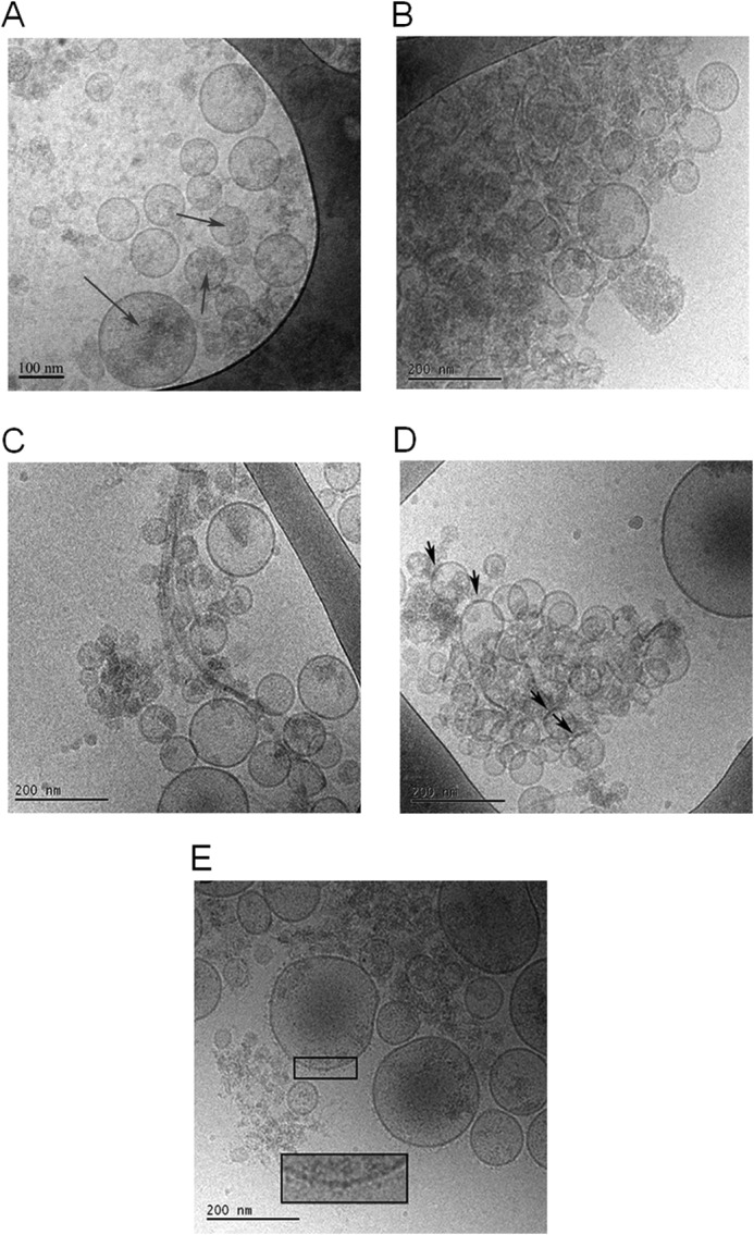 FIGURE 10.