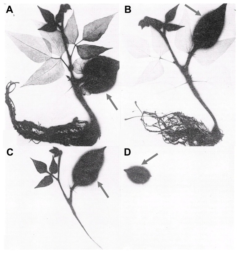 FIGURE 2