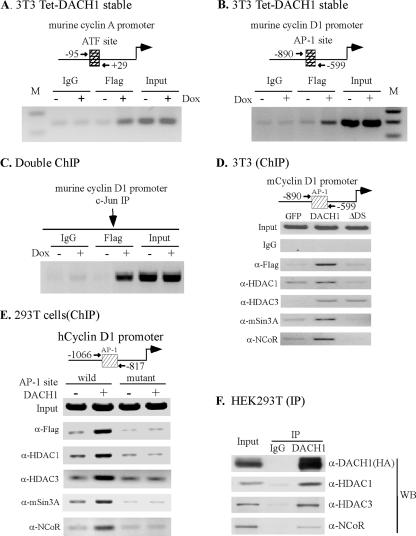 Figure 5.