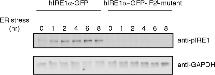 Figure 8—figure supplement 2.