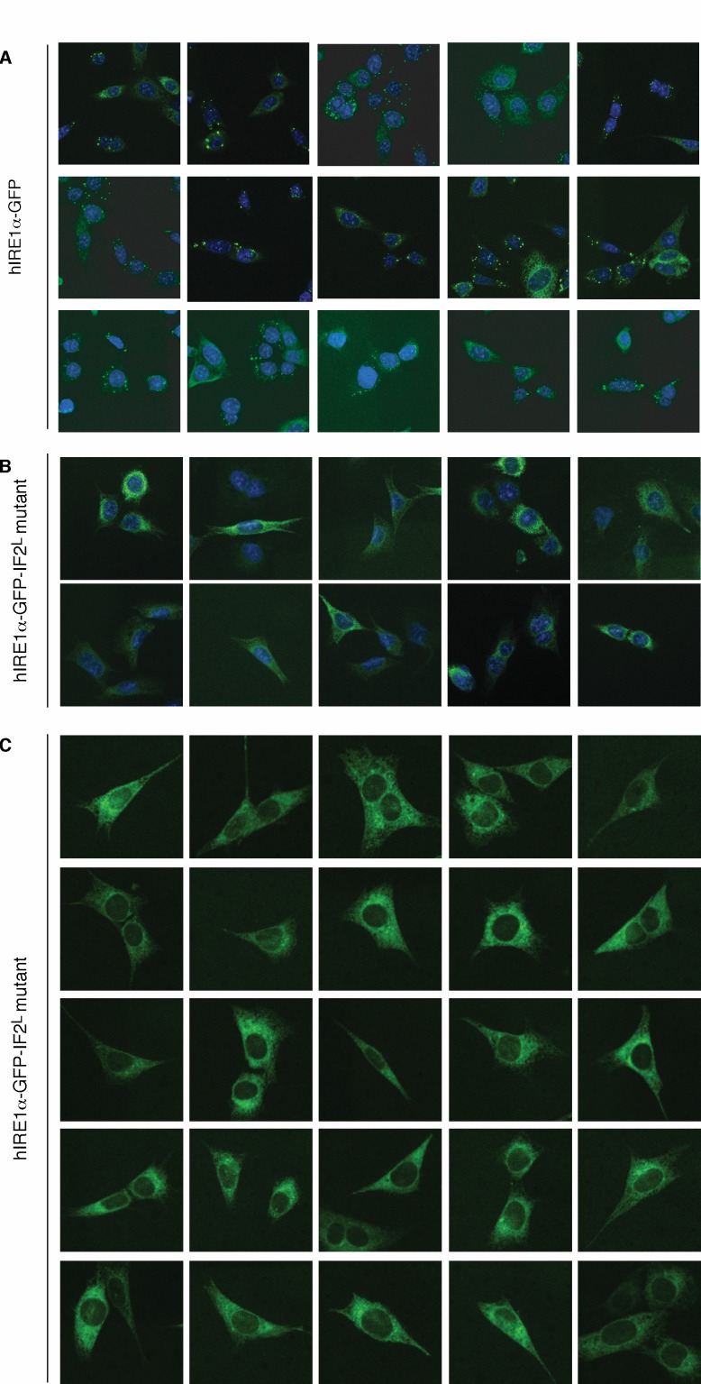 Figure 8—figure supplement 3.