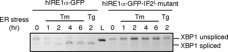 Figure 8—figure supplement 1.