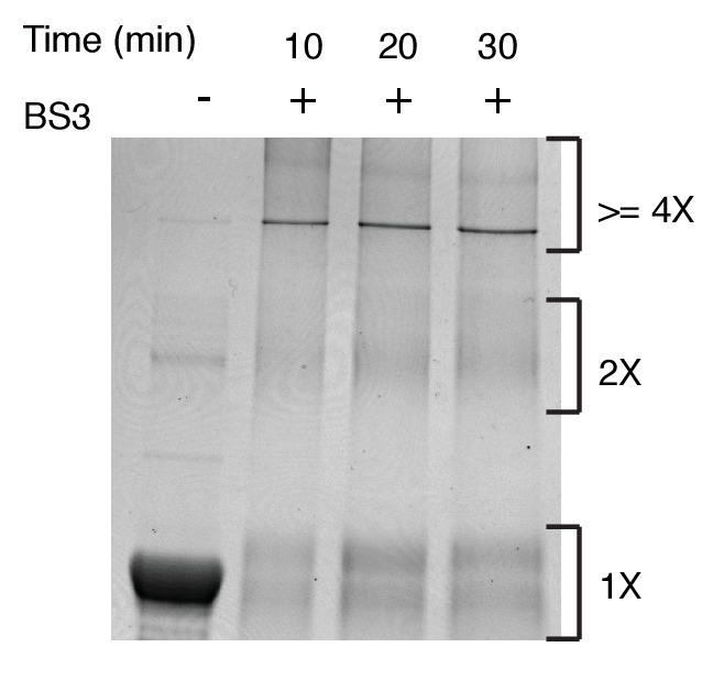 Figure 7—figure supplement 1.