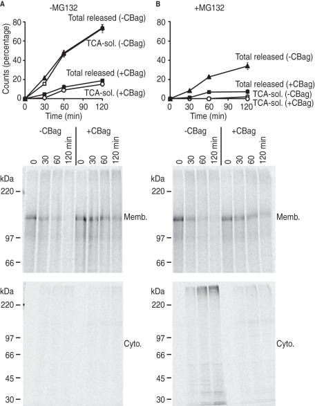 FIGURE 6: