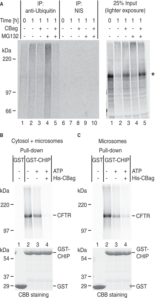 FIGURE 5: