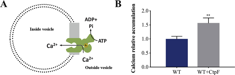 Fig. 4