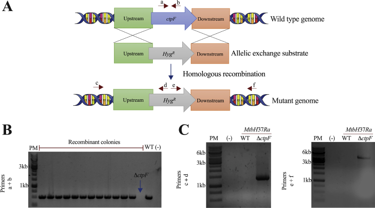 Fig. 2