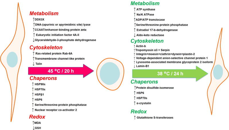 Fig. 11