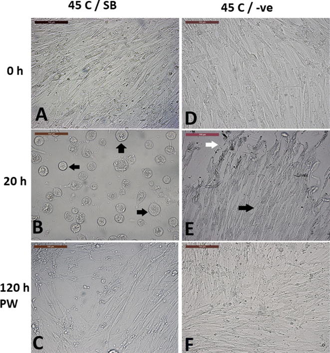 Fig. 10