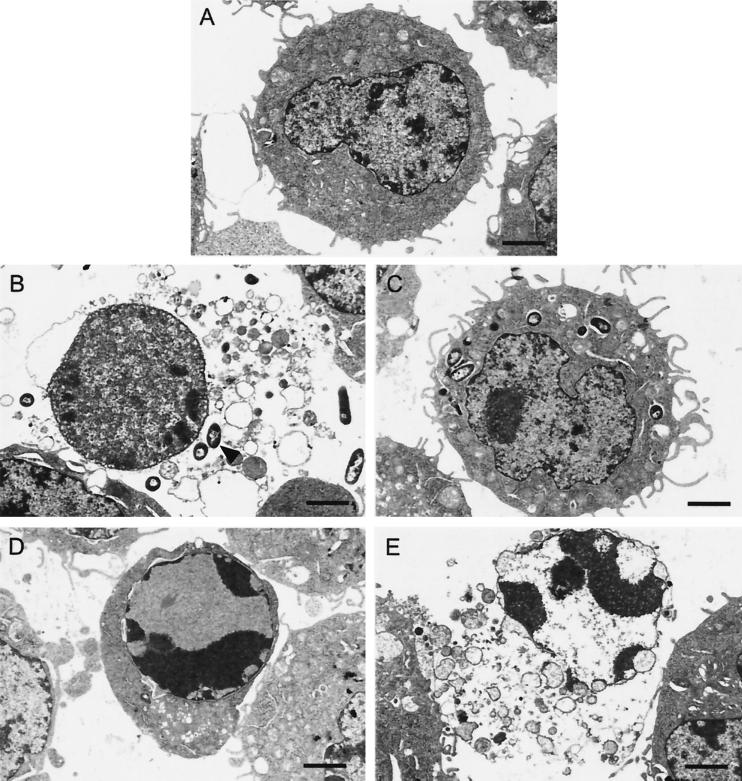 FIG. 5