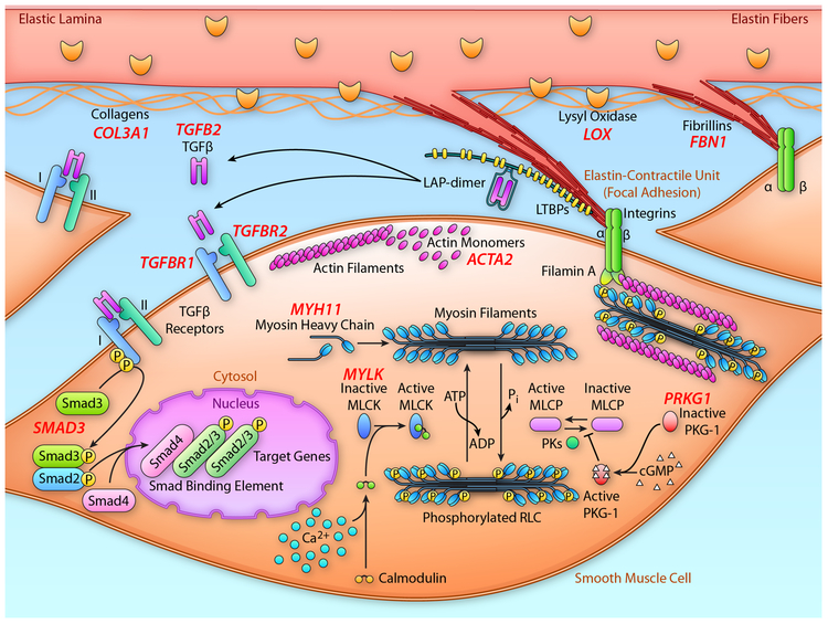 Figure 3: