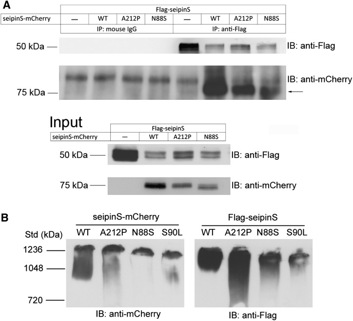 Fig. 6.