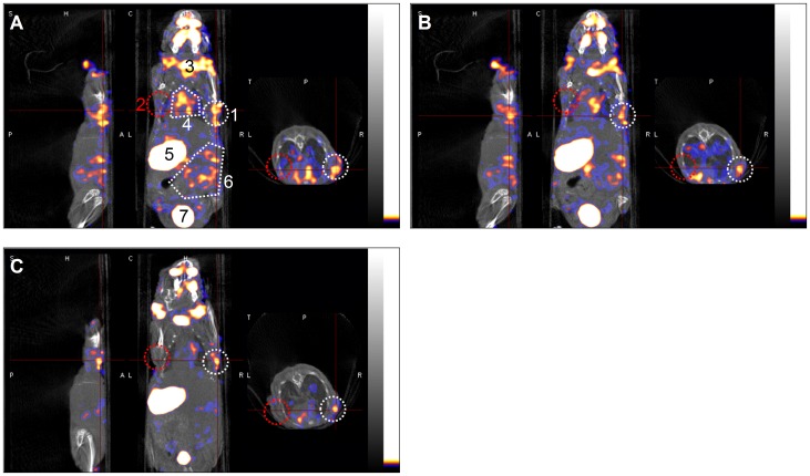 Figure 6