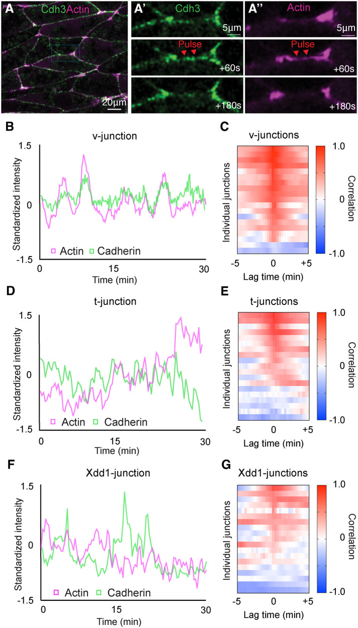 FIGURE 2: