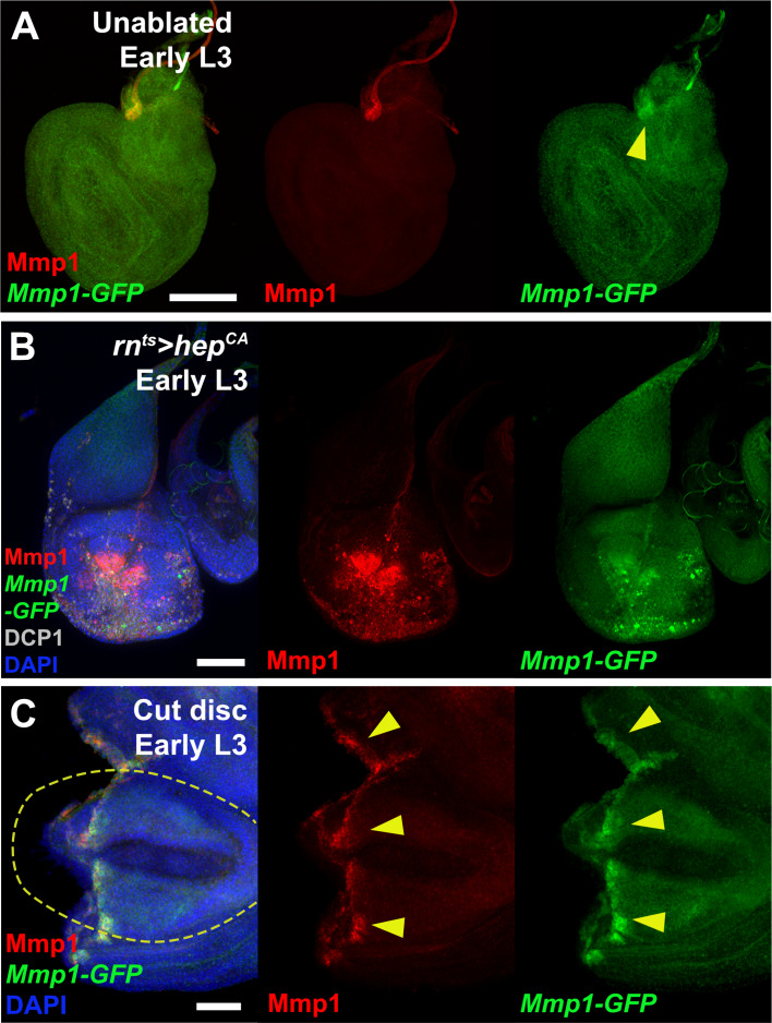 Figure 1—figure supplement 1.