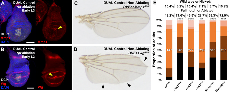 Figure 4—figure supplement 1.