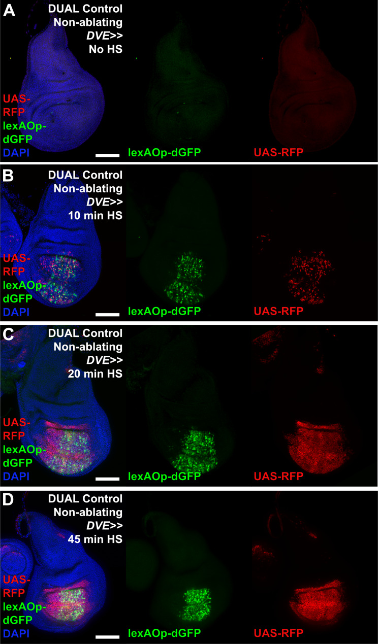 Figure 3—figure supplement 1.