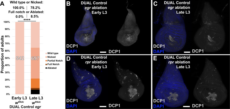 Figure 3—figure supplement 2.