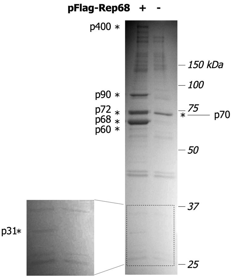 FIG. 1.