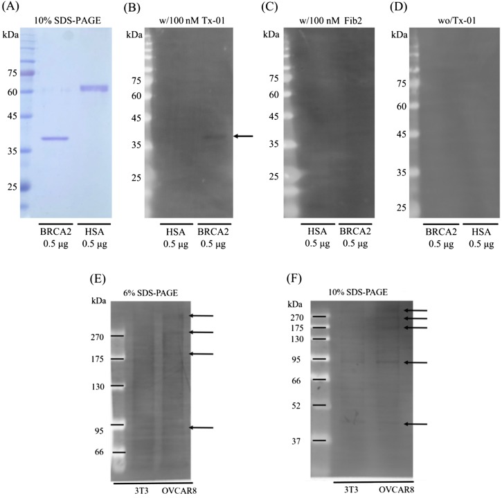 FIG. 8.