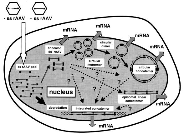 FIG. 7