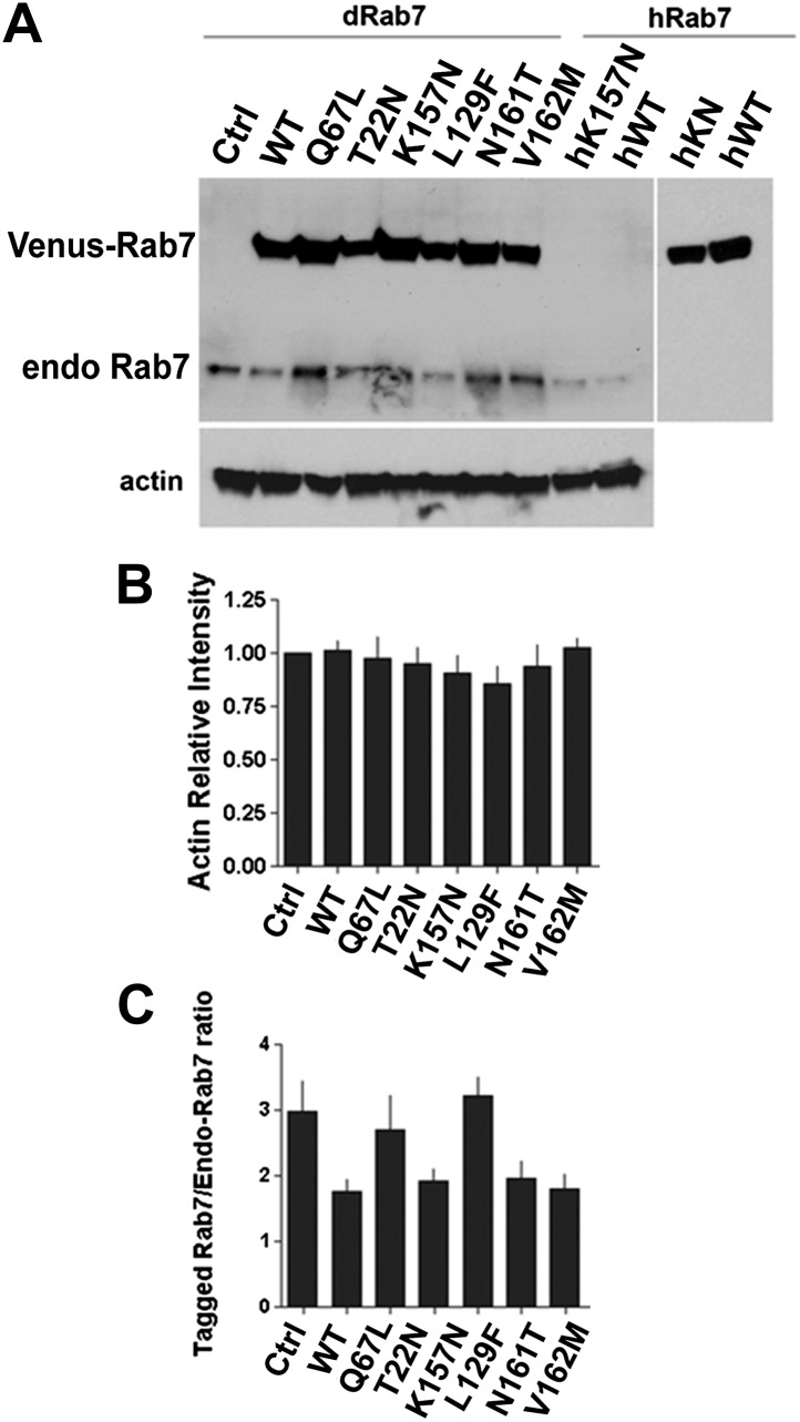 Figure 2—figure supplement 1.