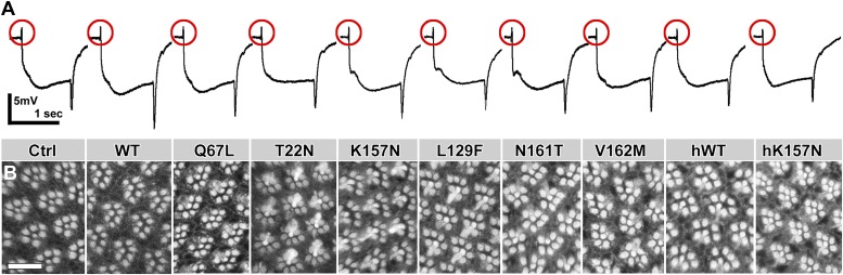 Figure 3—figure supplement 1.