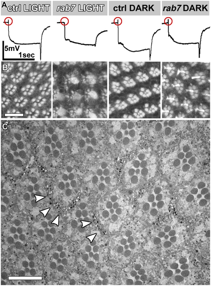 Figure 1—figure supplement 1.