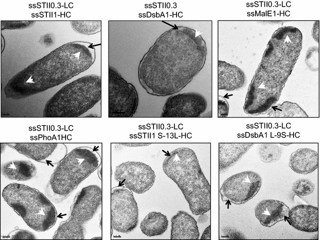 Fig. 4