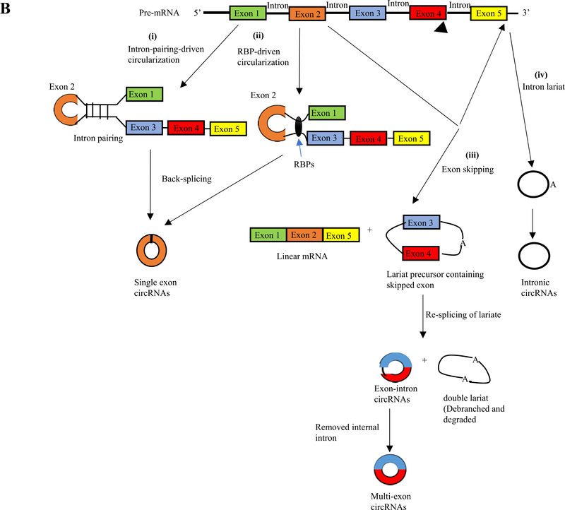 Fig. 2B.