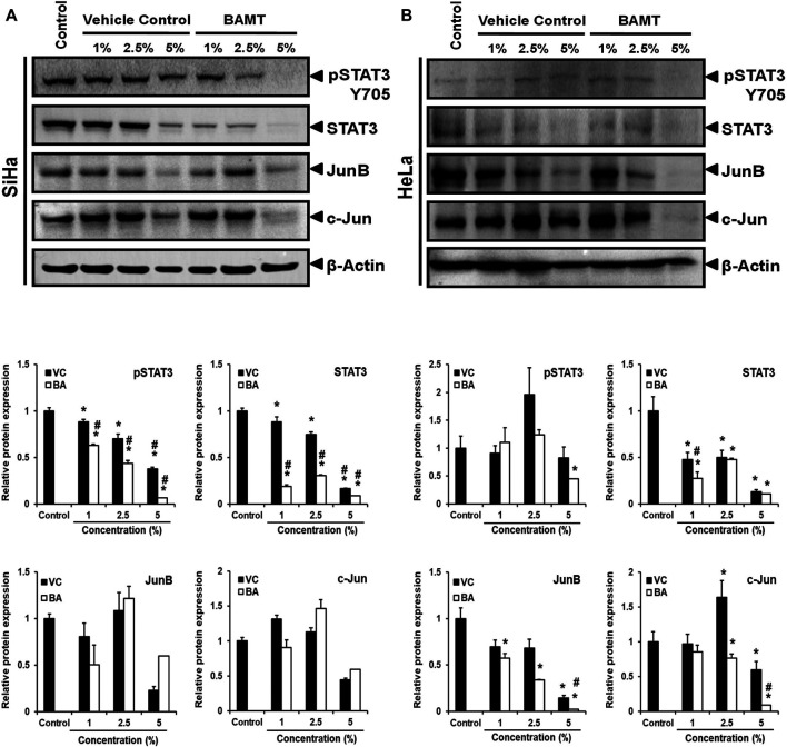 Targeting Aberrant Expression of STAT3 and AP-1 Oncogenic Transcription ...