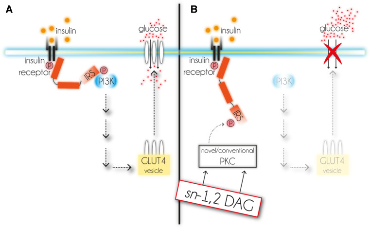 DAG tales: the multiple faces of diacylglycerol—stereochemistry ...