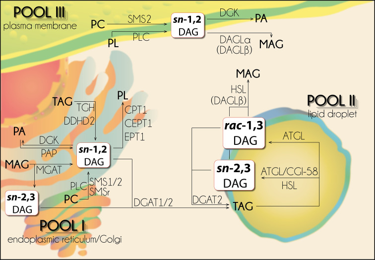 Fig. 6