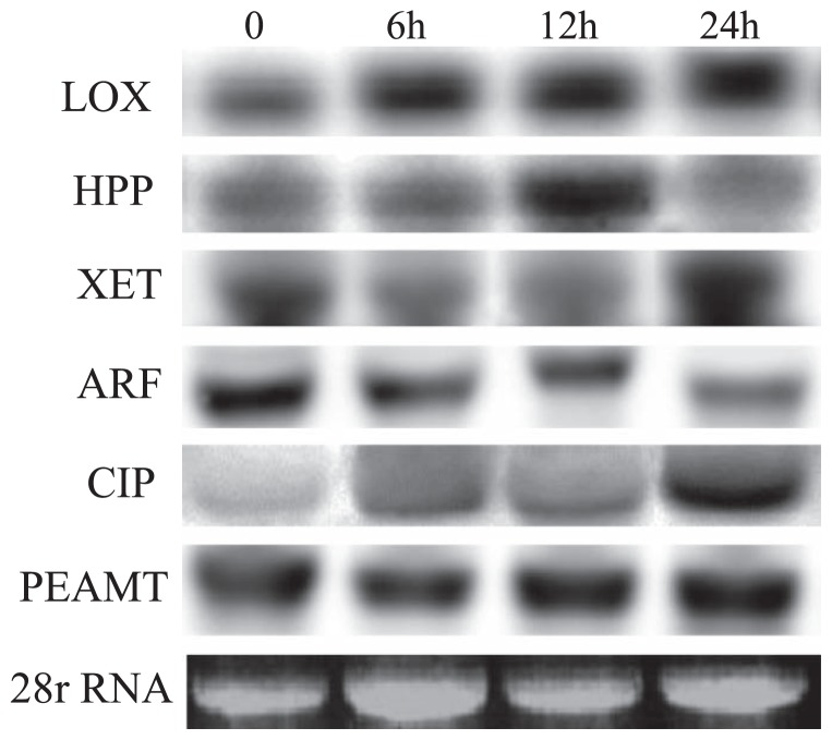 Fig. 4